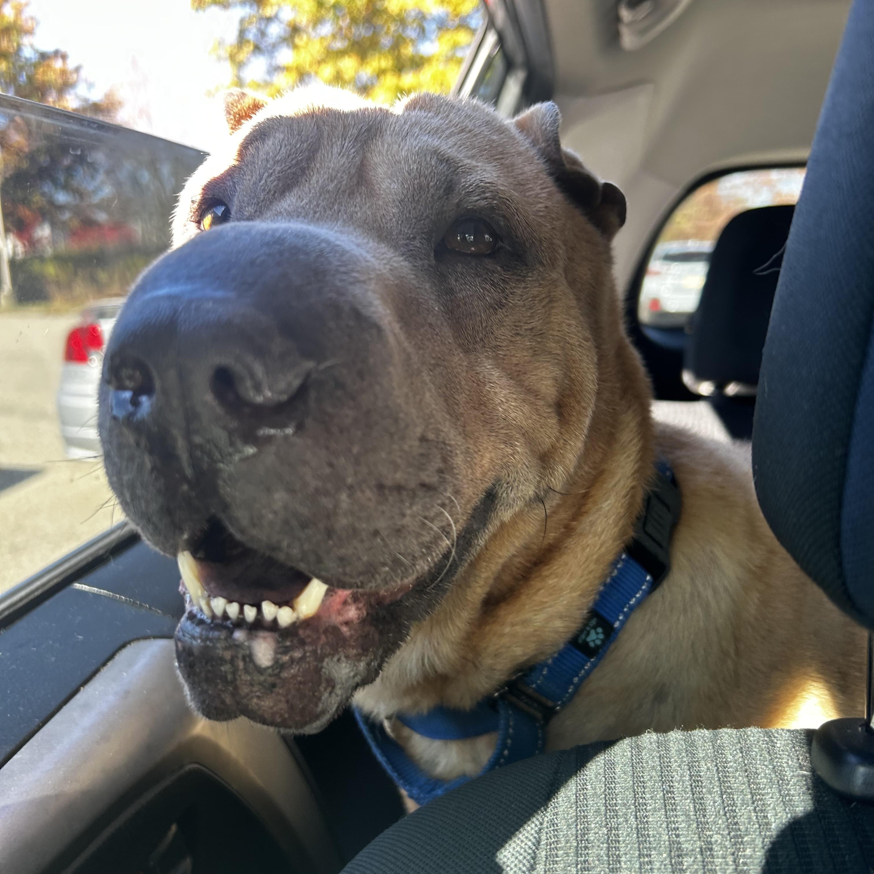 Cole, a Adoptable mixed breed in Renfrew, PA image 1/6