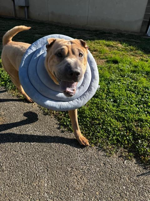 Cole, Adoptable, Adult Male Shar-Pei.