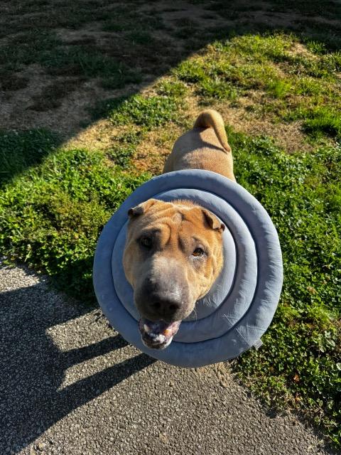 Cole, a Adoptable mixed breed in Renfrew, PA image 4/6