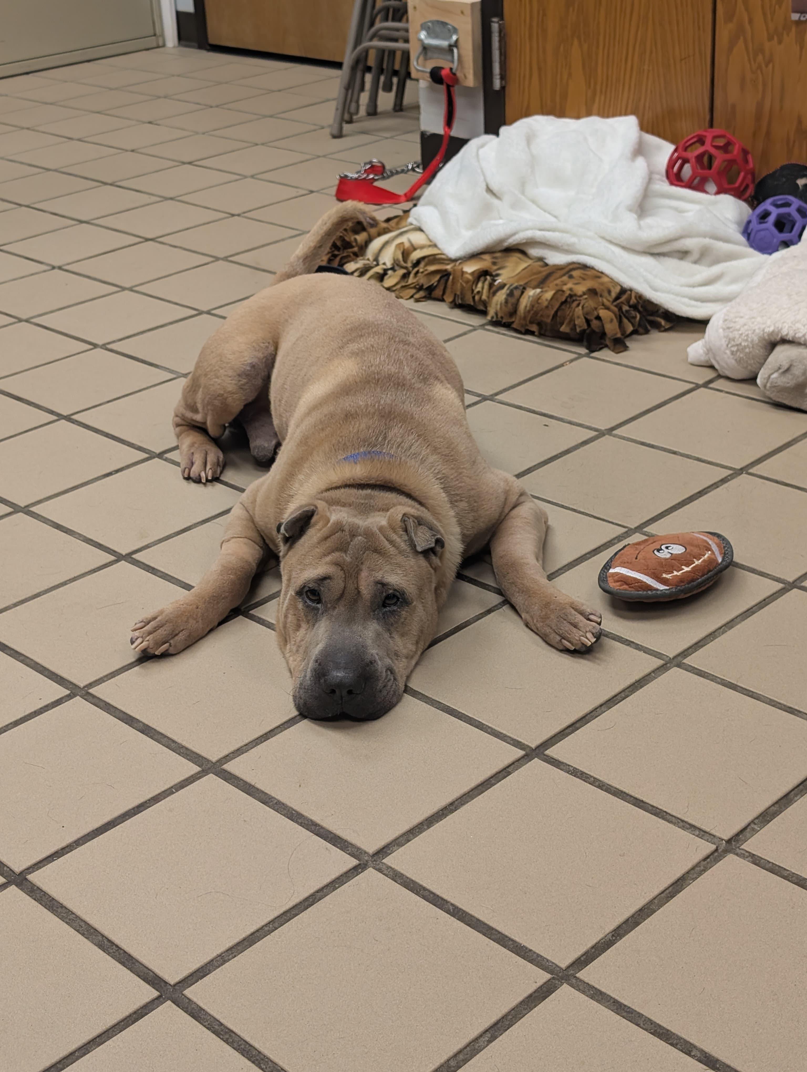 Cole, a Adoptable mixed breed in Renfrew, PA image 6/6