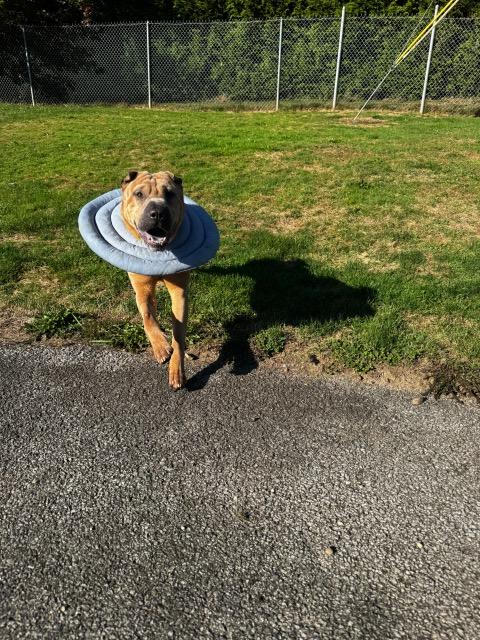 Cole, a Adoptable mixed breed in Renfrew, PA image 3/6