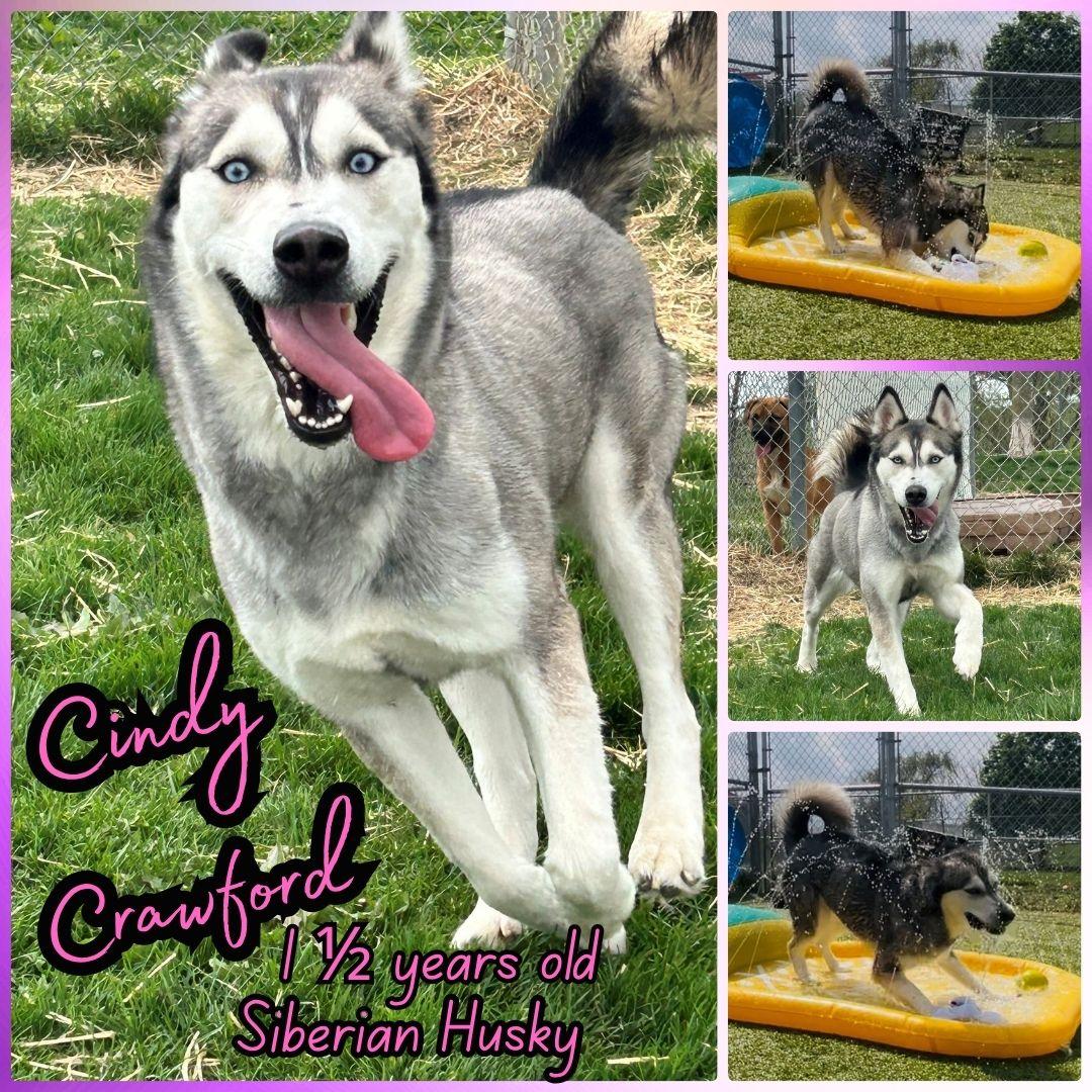 Enlarge Cindy Crawford, an adopted Husky in Franklin, IN image 1/1