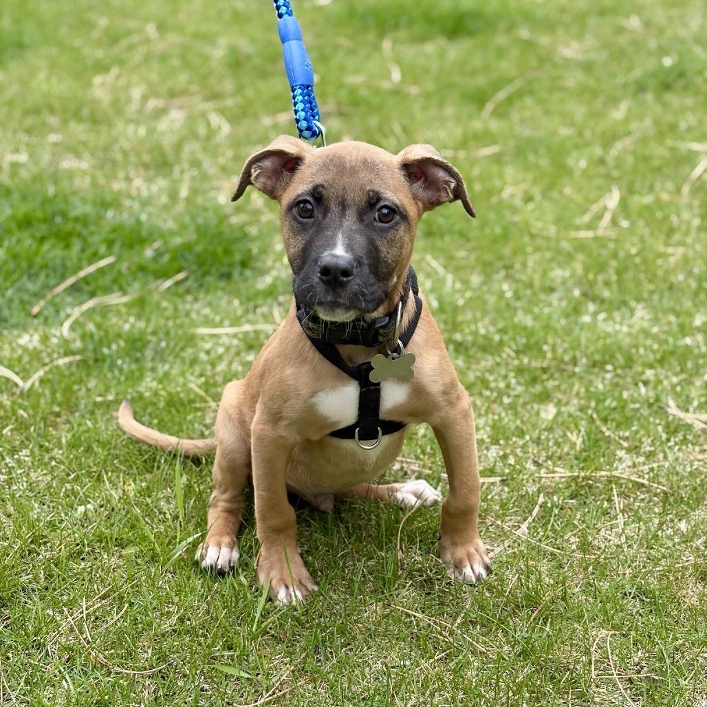 Enlarge Shaggy, a Adoptable mixed breed in Fort Collins, CO image 1/3