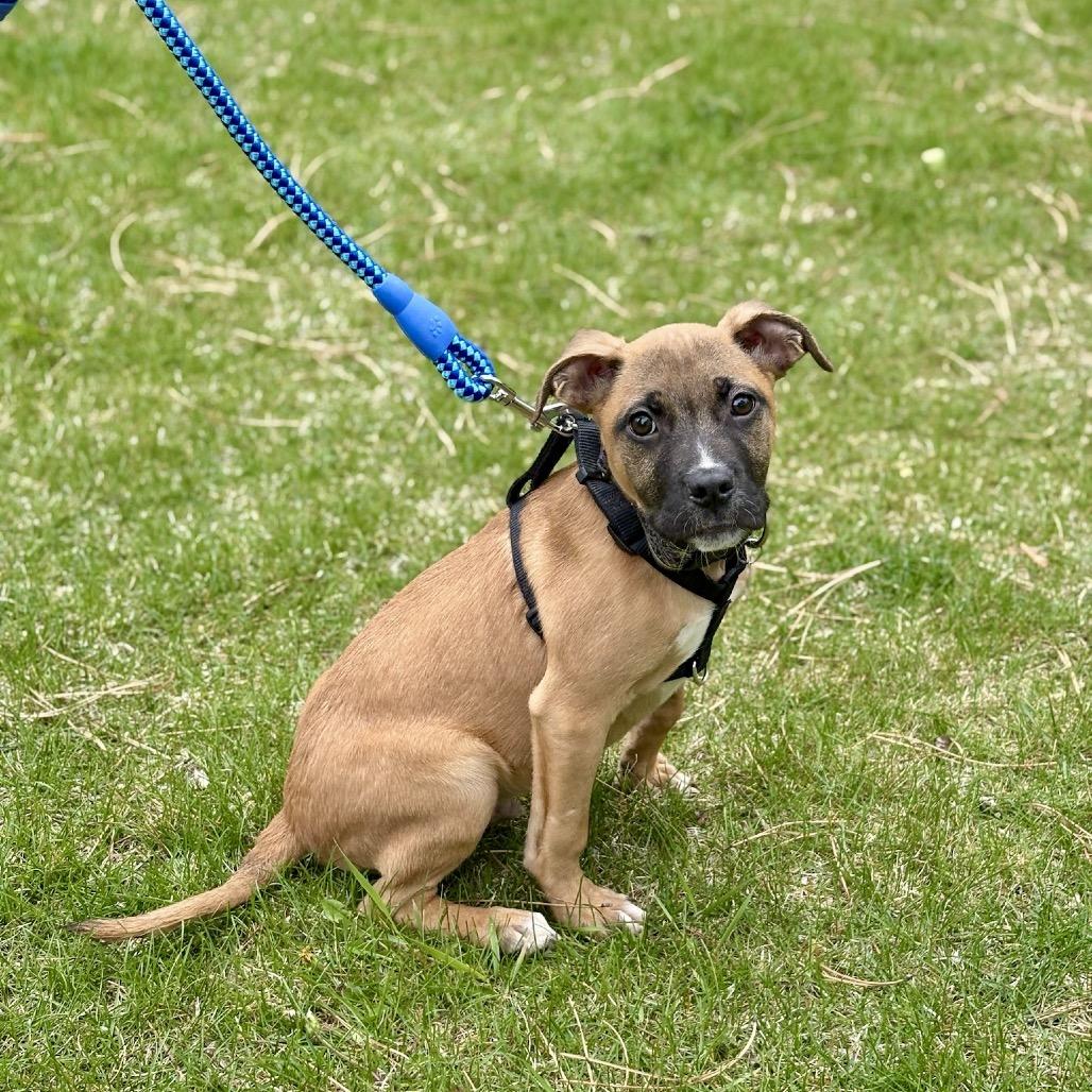 Enlarge Shaggy, a Adoptable mixed breed in Fort Collins, CO image 2/3