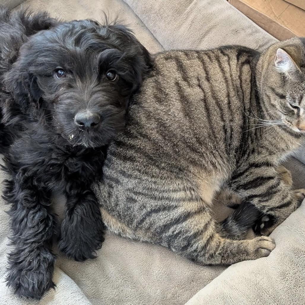 Daisy, Adoptable, Puppy Female Cocker Spaniel & English Springer Spaniel.