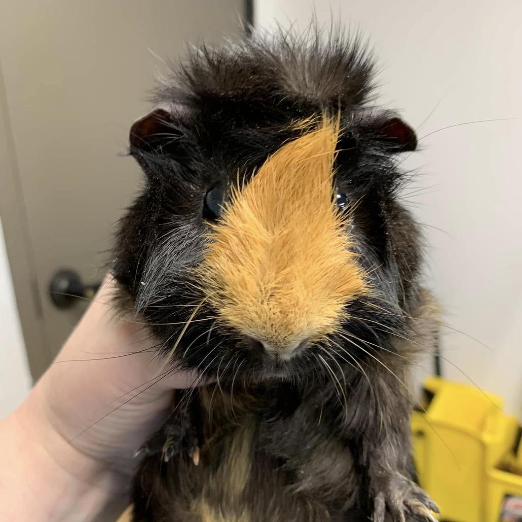 Black Sabbath  aka Jose, Adoptable, Adult Male Guinea Pig.