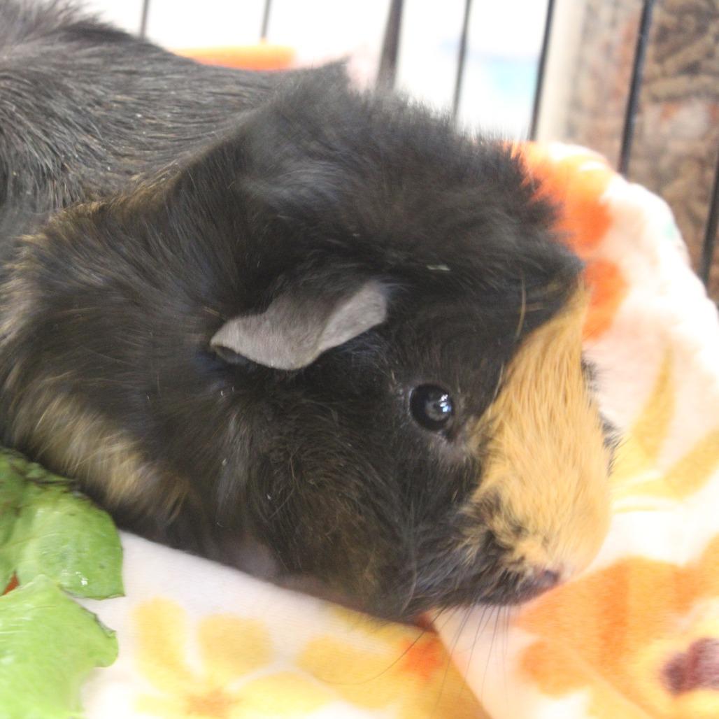 Enlarge Black Sabbath  aka Jose, a Adoptable Guinea Pig in Cleveland, MS image 2/3