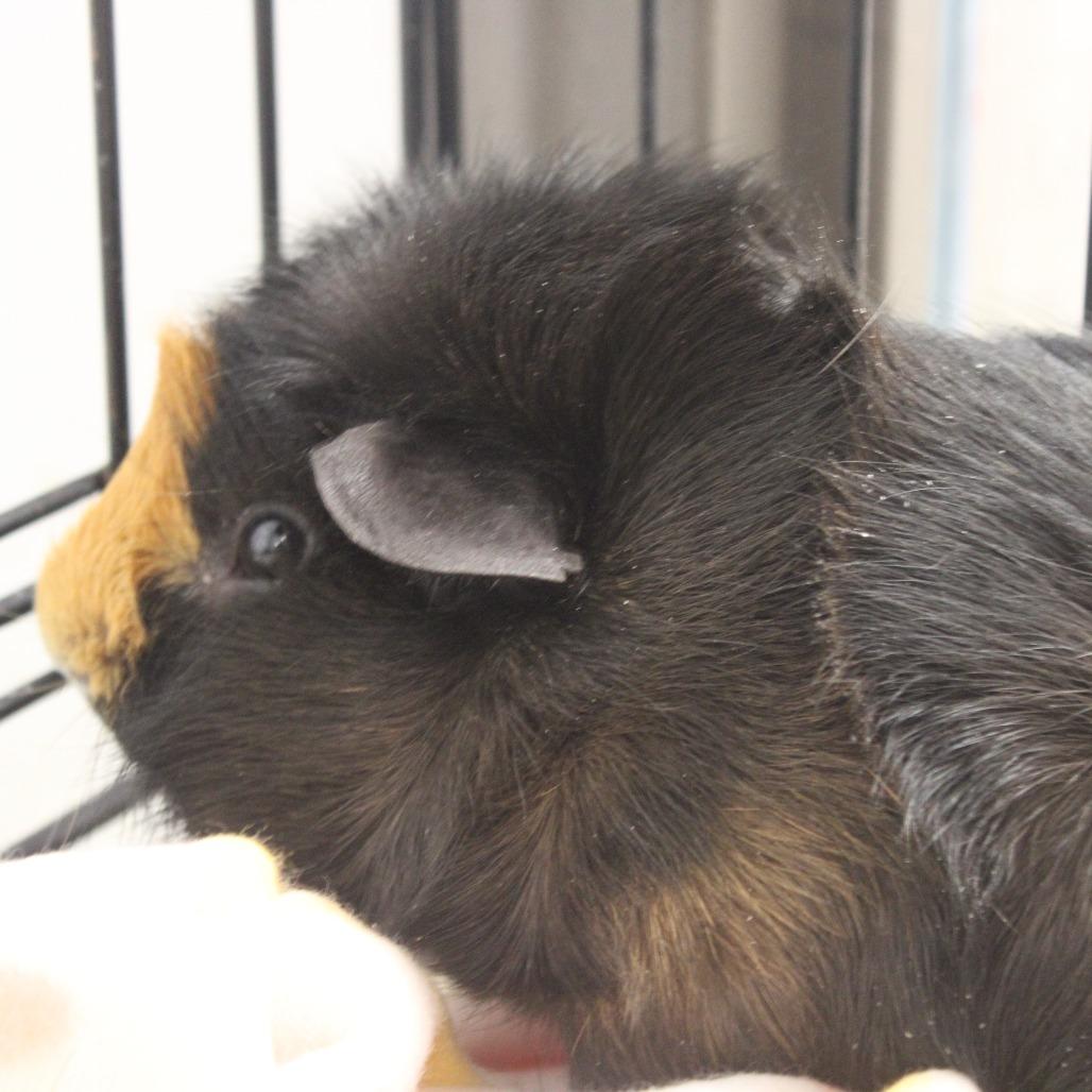 Enlarge Black Sabbath  aka Jose, a Adoptable Guinea Pig in Cleveland, MS image 3/3