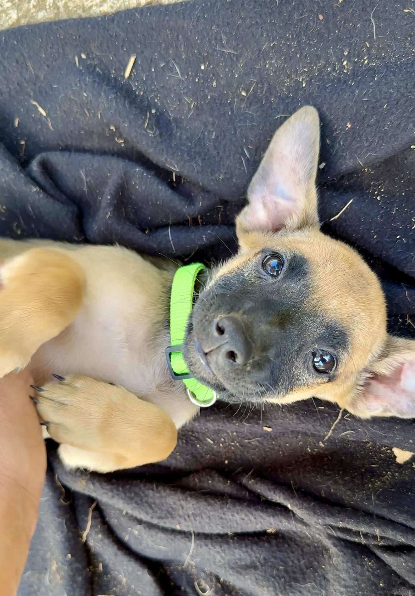 Enlarge Guppy - Small, Playful, Girl puppy *Low adoption Fee* Non-Profit Rescue, a Adopted mixed breed in Boston, MA image 2/6