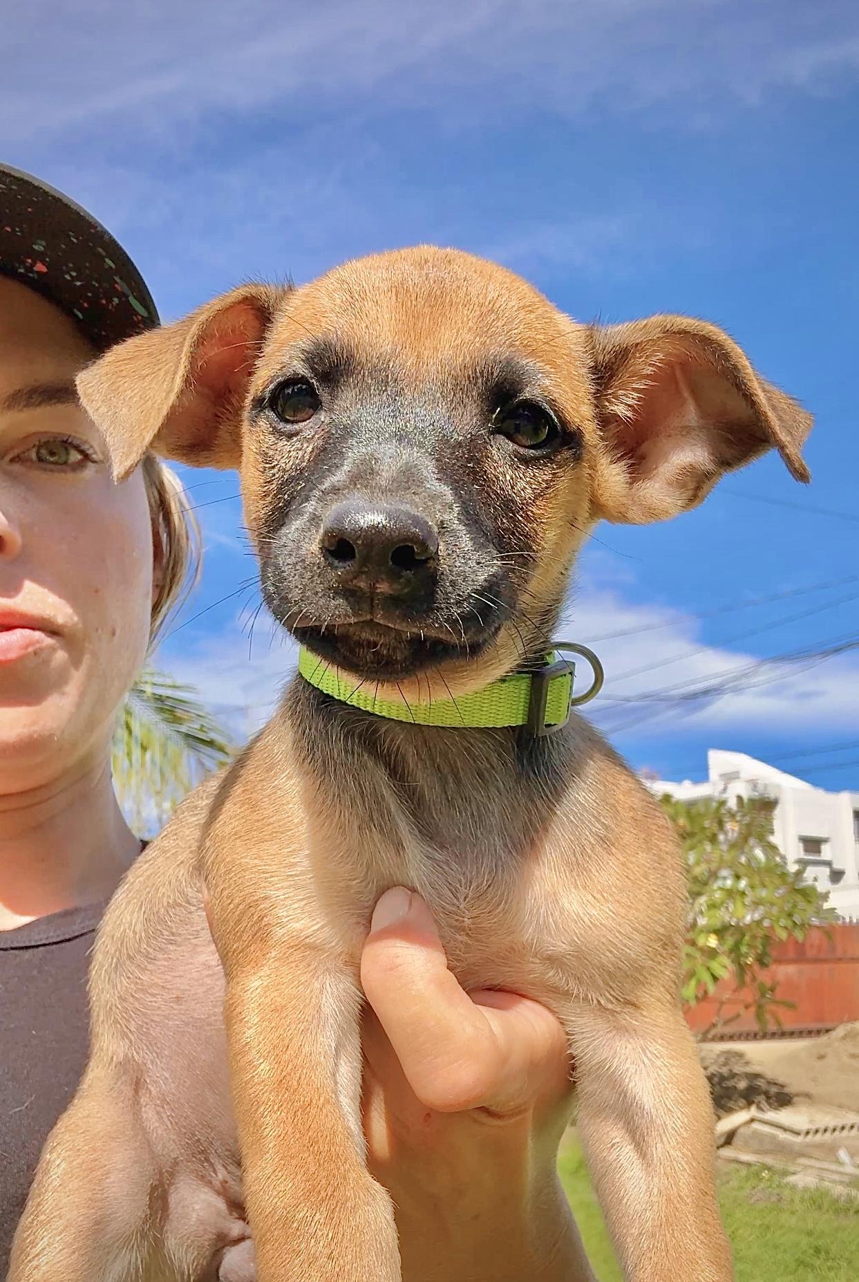 Enlarge Guppy - Small, Playful, Girl puppy *Low adoption Fee* Non-Profit Rescue, a Adopted mixed breed in Boston, MA image 1/6