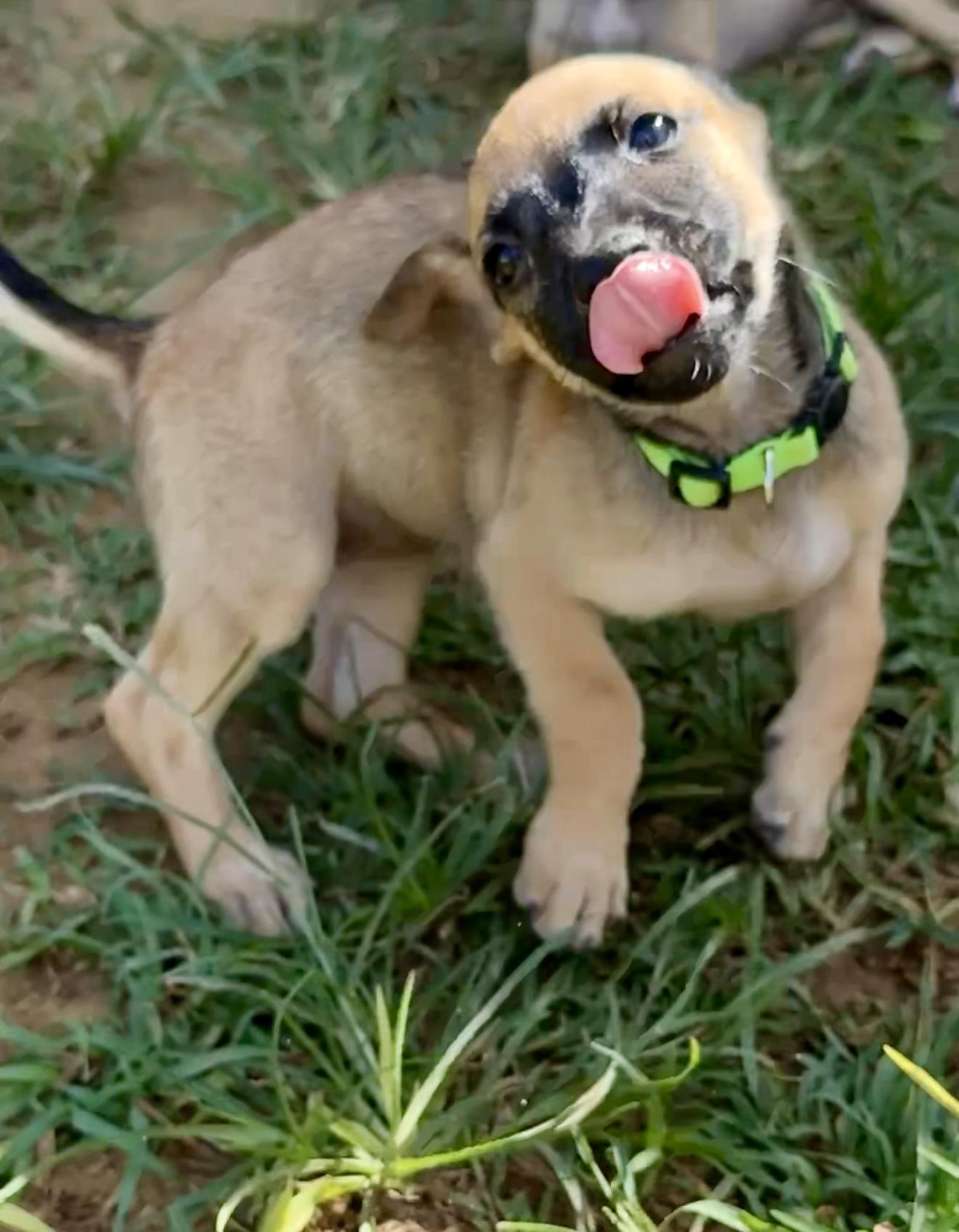 Enlarge Guppy - Small, Playful, Girl puppy *Low adoption Fee* Non-Profit Rescue, a Adopted mixed breed in Boston, MA image 4/6