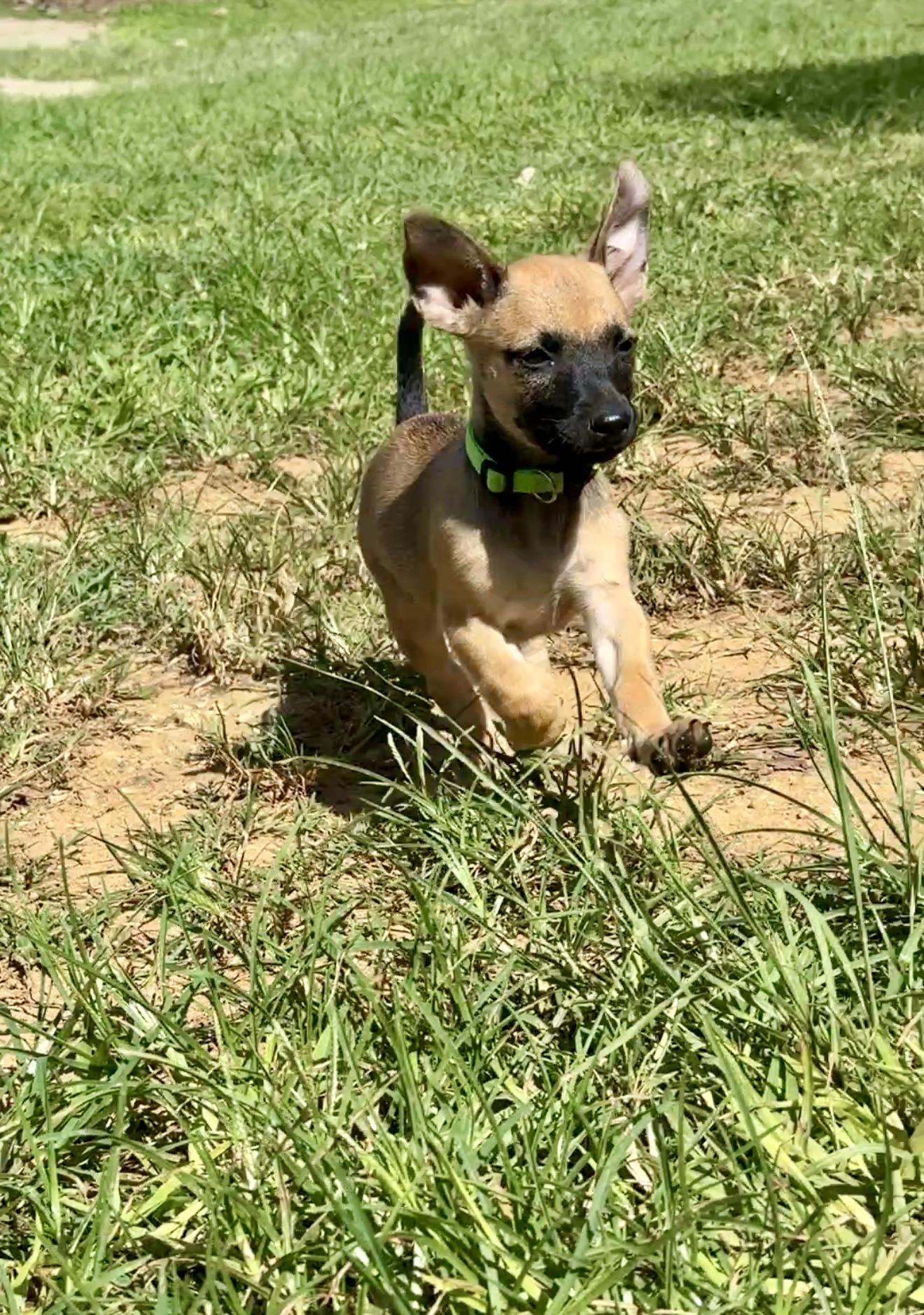 Enlarge Guppy - Small, Playful, Girl puppy *Low adoption Fee* Non-Profit Rescue, a Adopted mixed breed in Boston, MA image 5/6