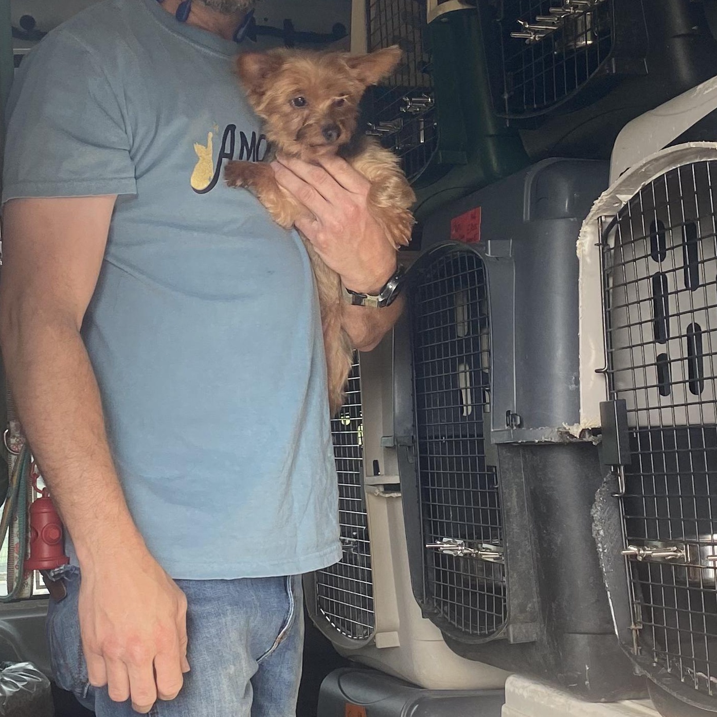 Enlarge Princess, a ADOPTABLE Yorkshire Terrier in Burlington, VT image 3/3