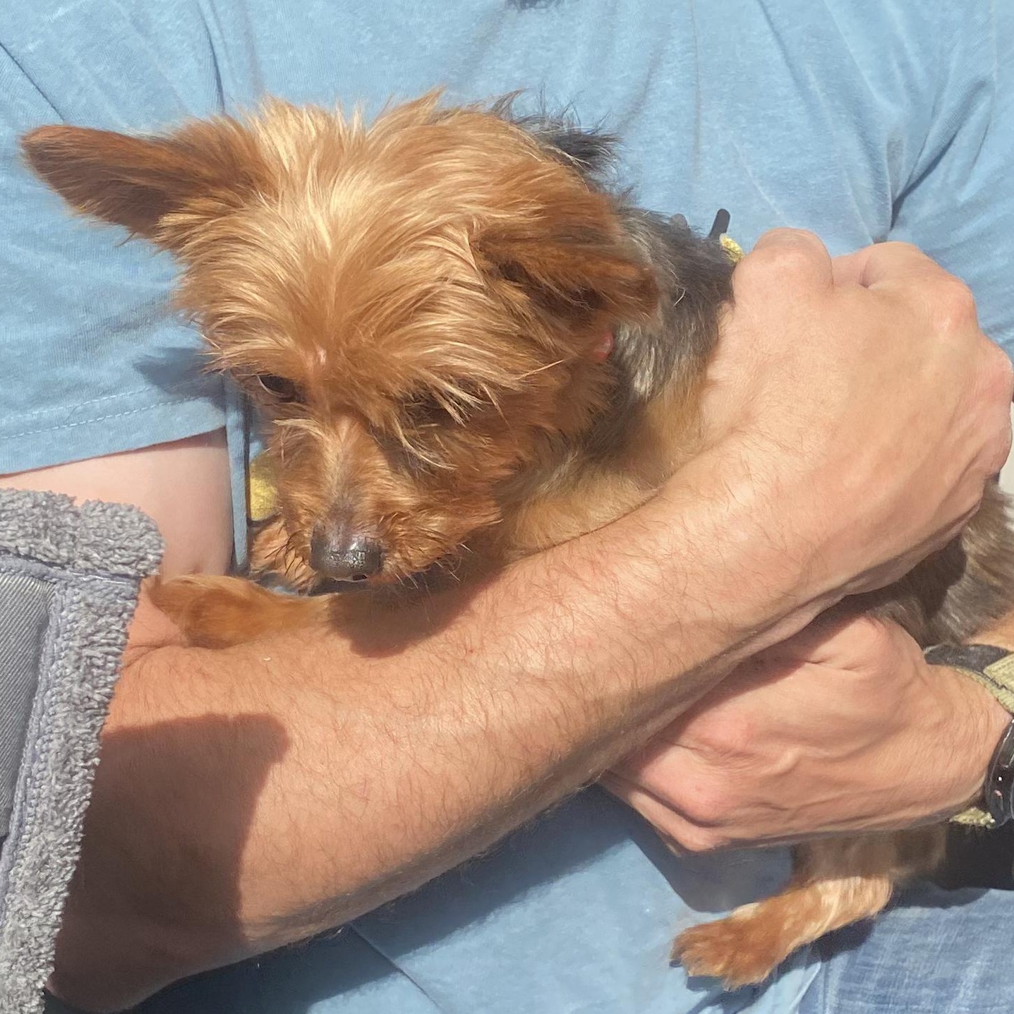 Enlarge Princess, a ADOPTABLE Yorkshire Terrier in Burlington, VT image 2/3