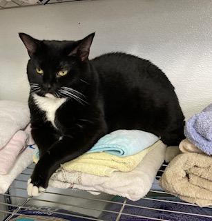 Enlarge Dorothy, a Adoptable mixed breed in Cincinnati, OH image 1/1