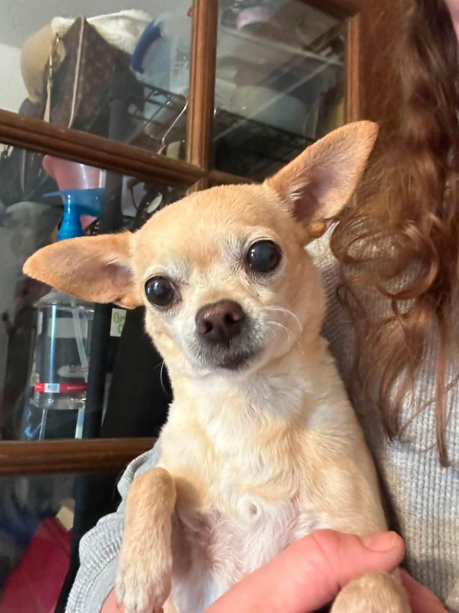 Peaches, ADOPTABLE, Senior Female Chihuahua.