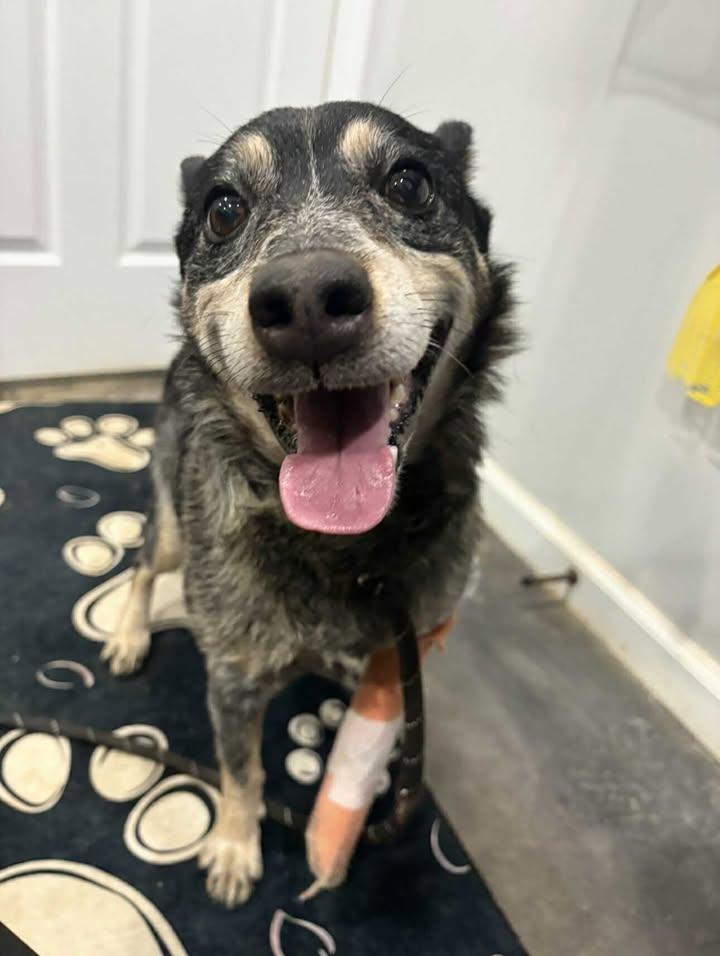 LeeAnn (READ BIO), Adoptable, Adult Female Australian Cattle Dog / Blue Heeler.