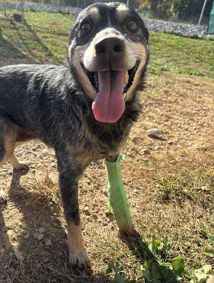 Enlarge LeeAnn (READ BIO), a Adoptable mixed breed in Munfordville, KY image 2/3