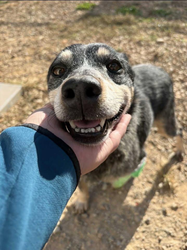 Enlarge LeeAnn (READ BIO), a Adoptable mixed breed in Munfordville, KY image 3/3