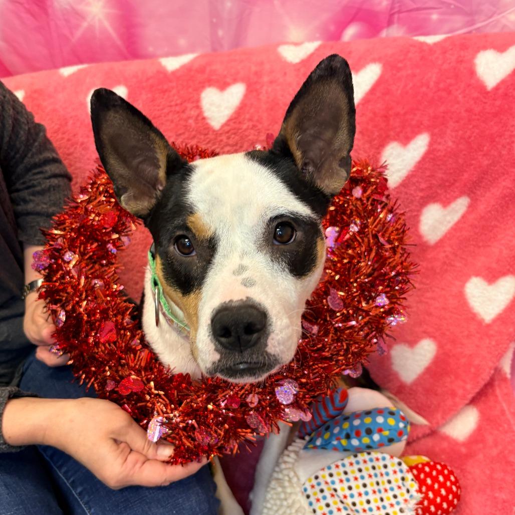 Enlarge Tia, a Adoptable Mixed Breed in Houston, TX image 1/4