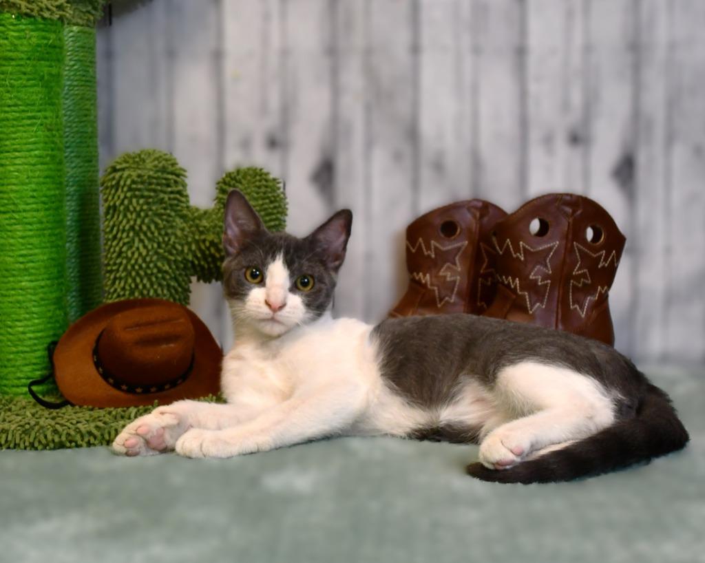 Enlarge Lawson, a Adoptable mixed breed in Roanoke, TX image 1/3