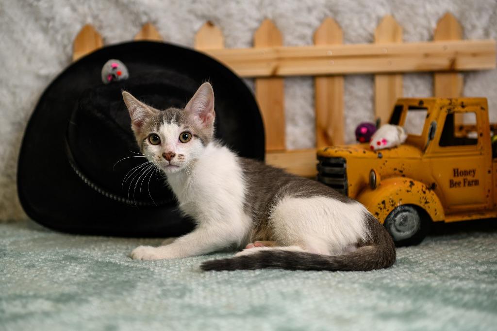 Enlarge Lawson, a Adoptable mixed breed in Roanoke, TX image 1/3