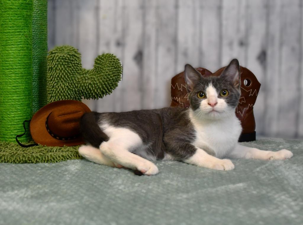 Enlarge Lawson, a Adoptable mixed breed in Roanoke, TX image 2/3