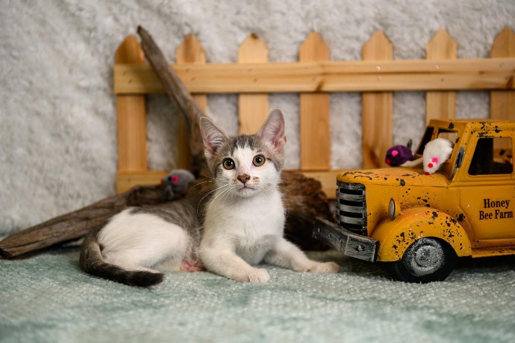 Enlarge Lawson, a Adoptable mixed breed in Roanoke, TX image 2/3