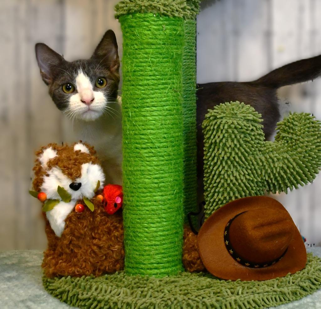 Enlarge Lawson, a Adoptable mixed breed in Roanoke, TX image 3/3