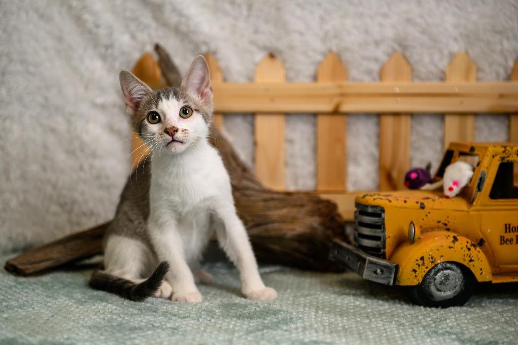Enlarge Lawson, a Adoptable mixed breed in Roanoke, TX image 3/3