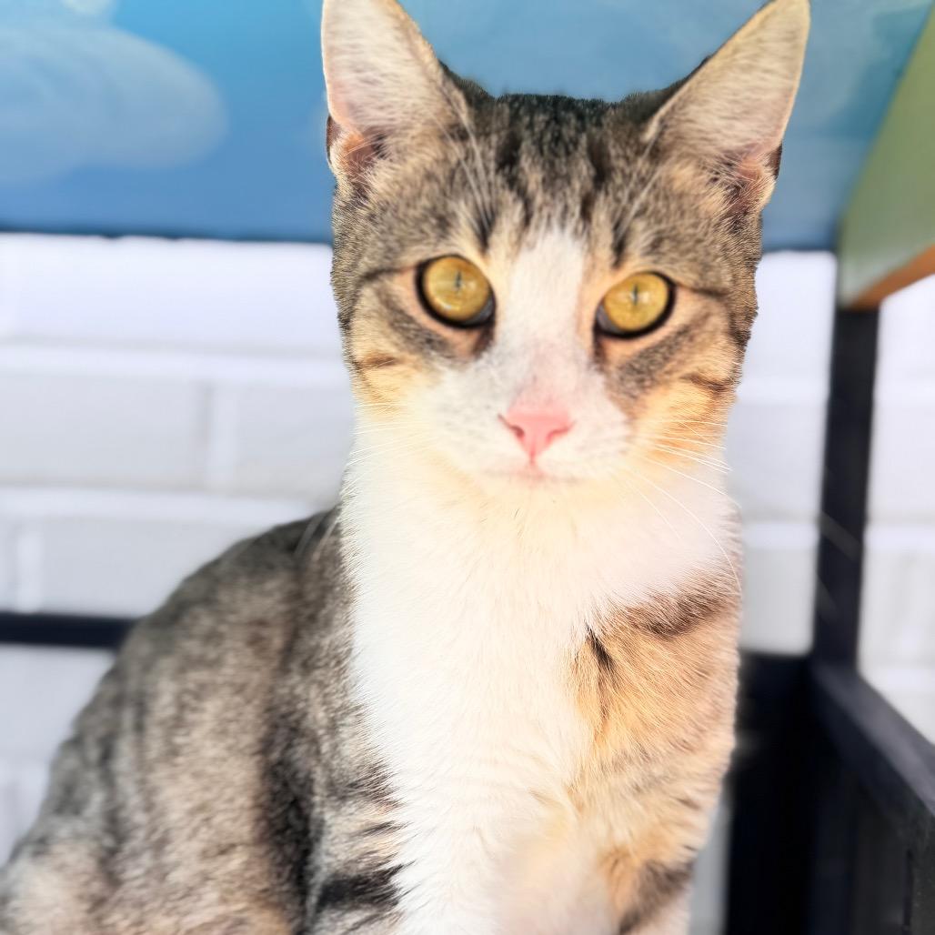 Enlarge Hugh Catman, a Adoptable Domestic Short Hair in Brownsboro, AL image 1/3