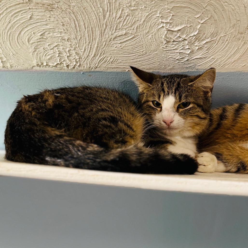 Enlarge Hugh Catman, a Adoptable Domestic Short Hair in Brownsboro, AL image 2/3