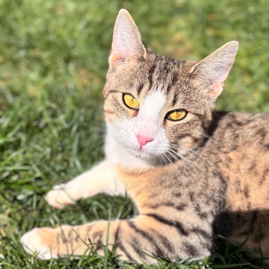 Enlarge Hugh Catman, a Adoptable Domestic Short Hair in Brownsboro, AL image 3/3