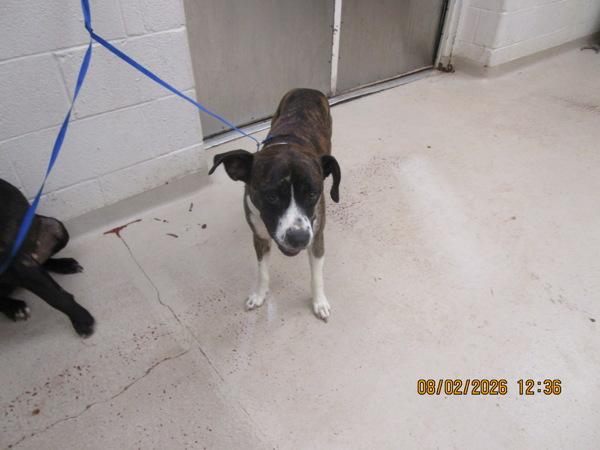 Luna(849), Adoptable, Adult Female Labrador Retriever.