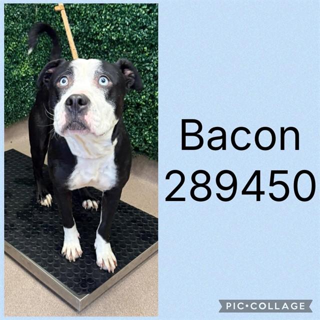 Enlarge BACON, a Adoptable Mixed Breed in Macon, GA image 1/1
