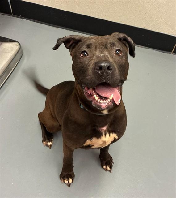 Gwen, ADOPTABLE, Young Female Pit Bull Terrier.