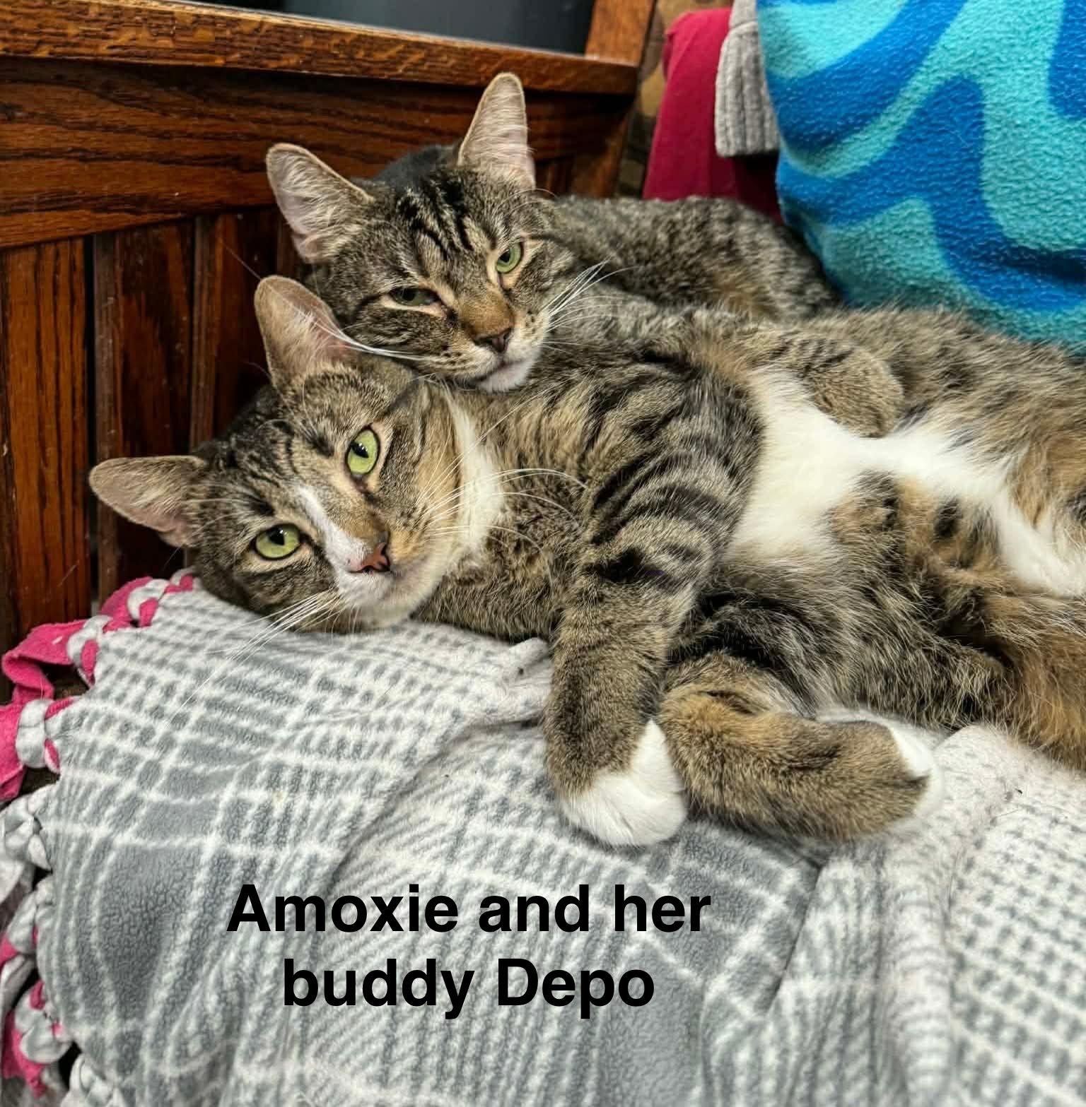 Enlarge Amoxie, a Adoptable mixed breed in Greensburg, PA image 2/6