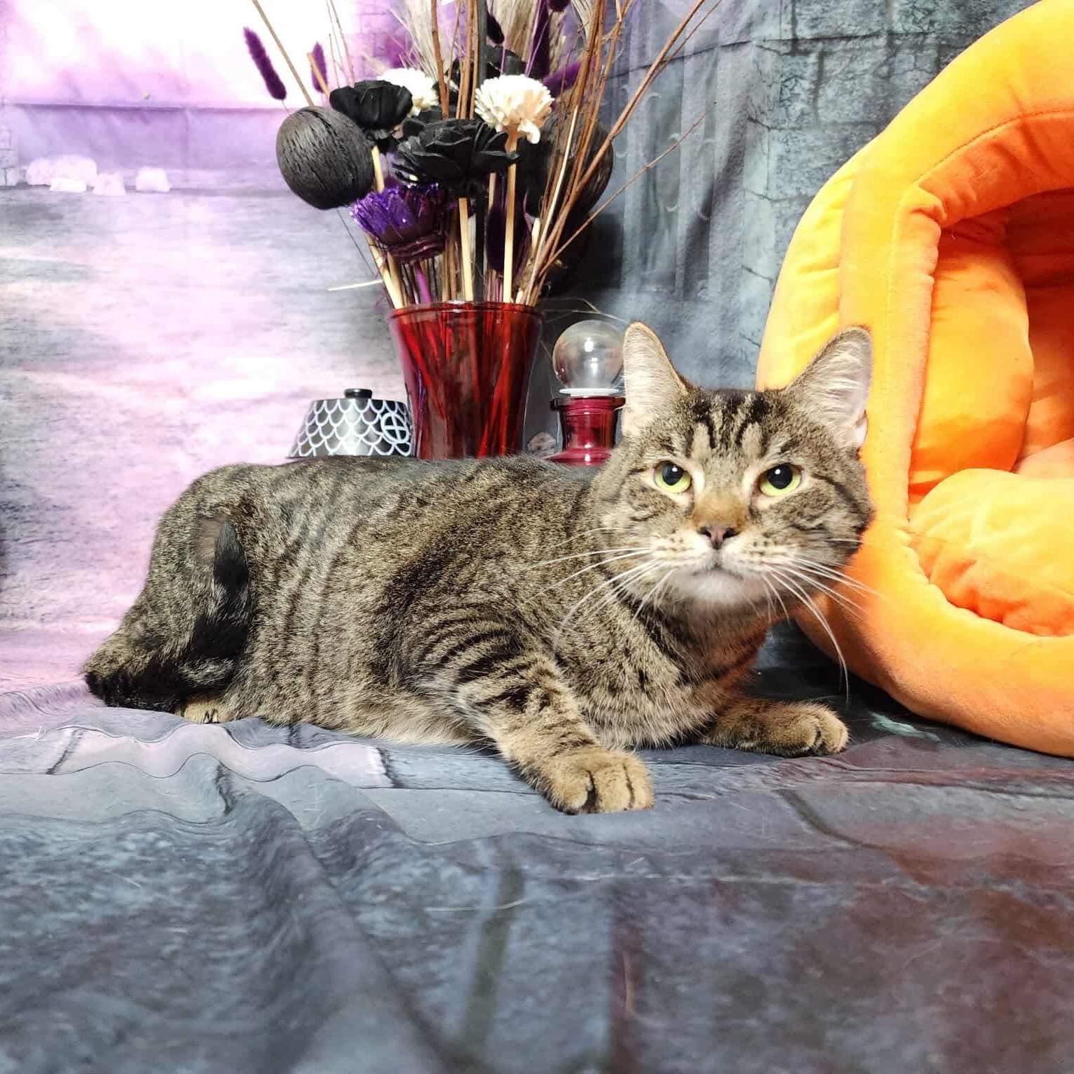 Enlarge Amoxie, a Adoptable mixed breed in Greensburg, PA image 4/6