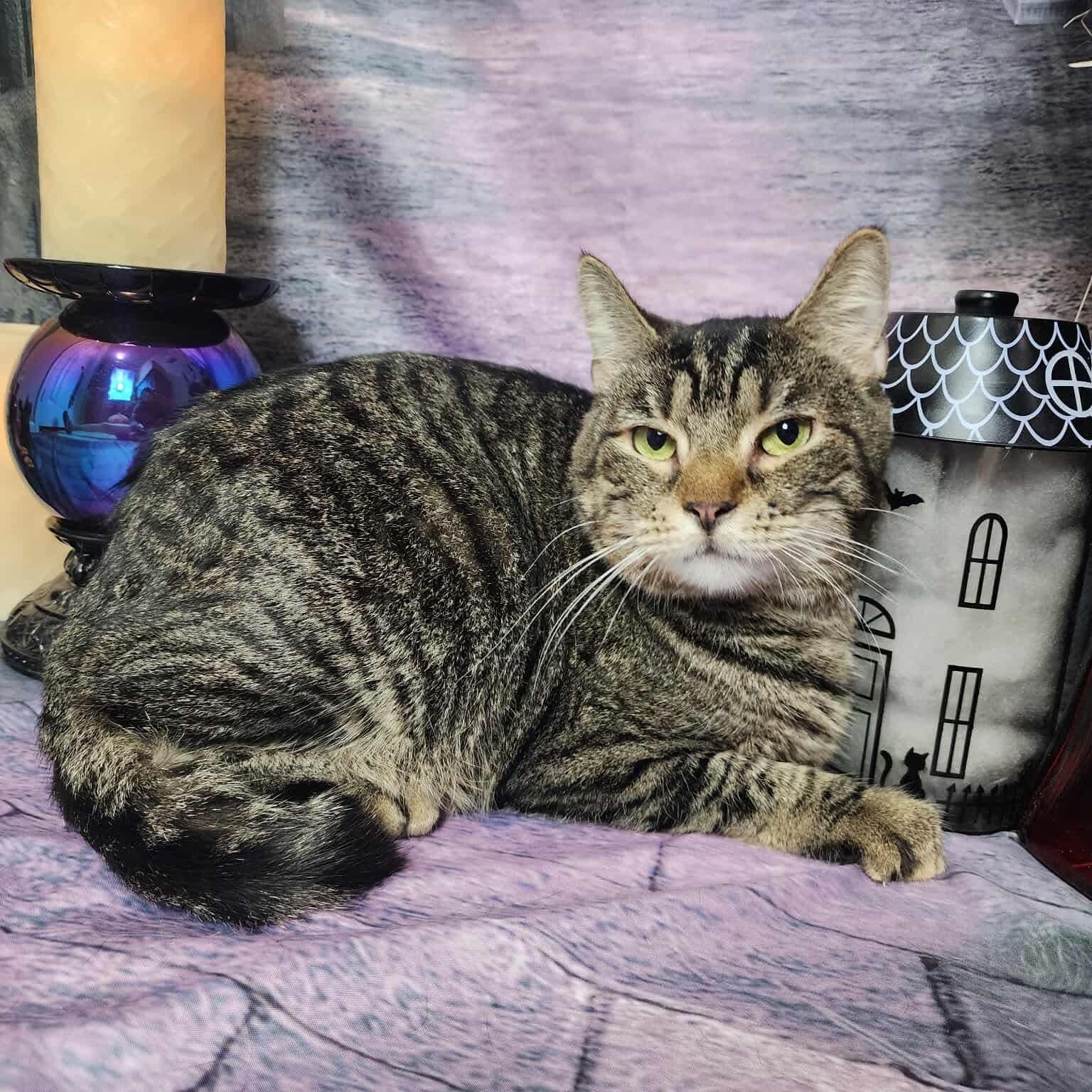 Enlarge Amoxie, a Adoptable mixed breed in Greensburg, PA image 3/6