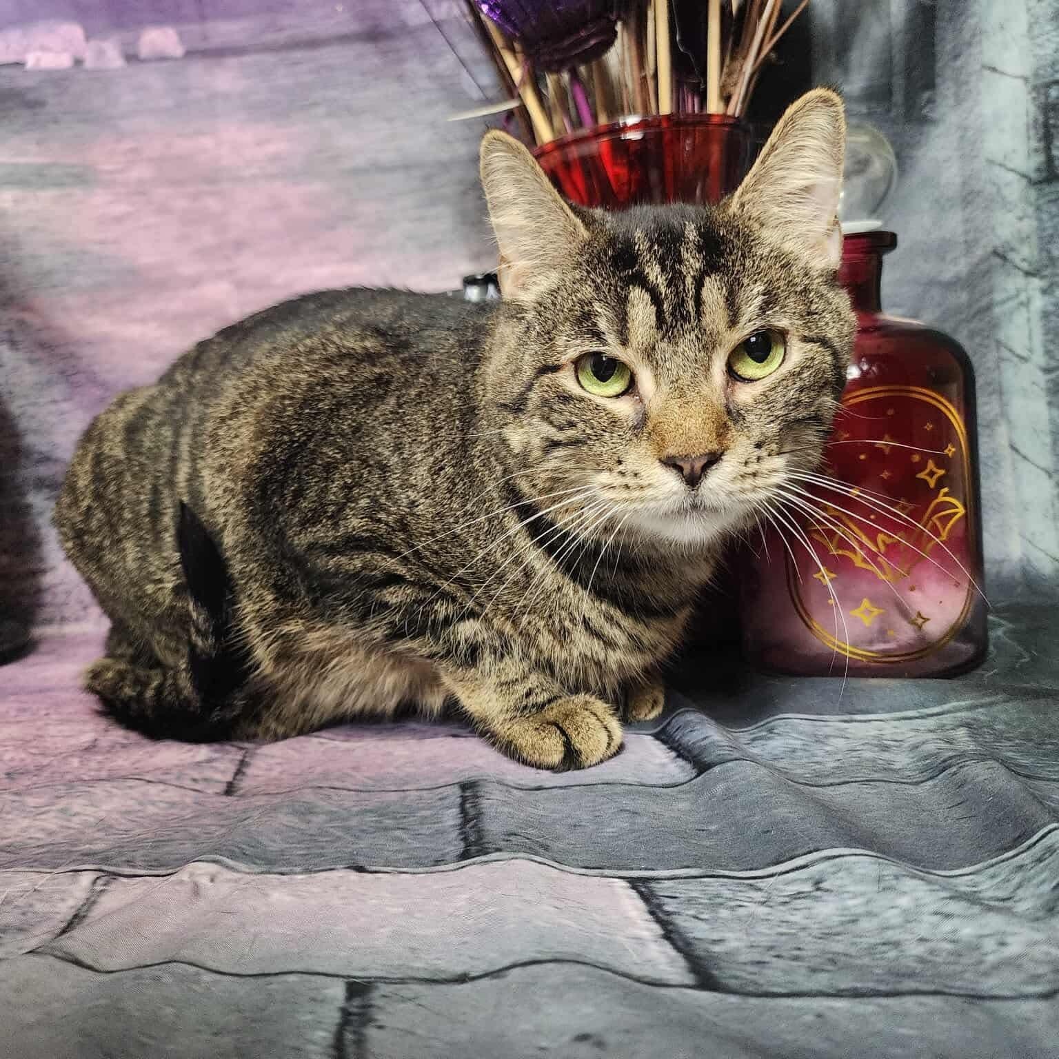 Enlarge Amoxie, a Adoptable mixed breed in Greensburg, PA image 5/6