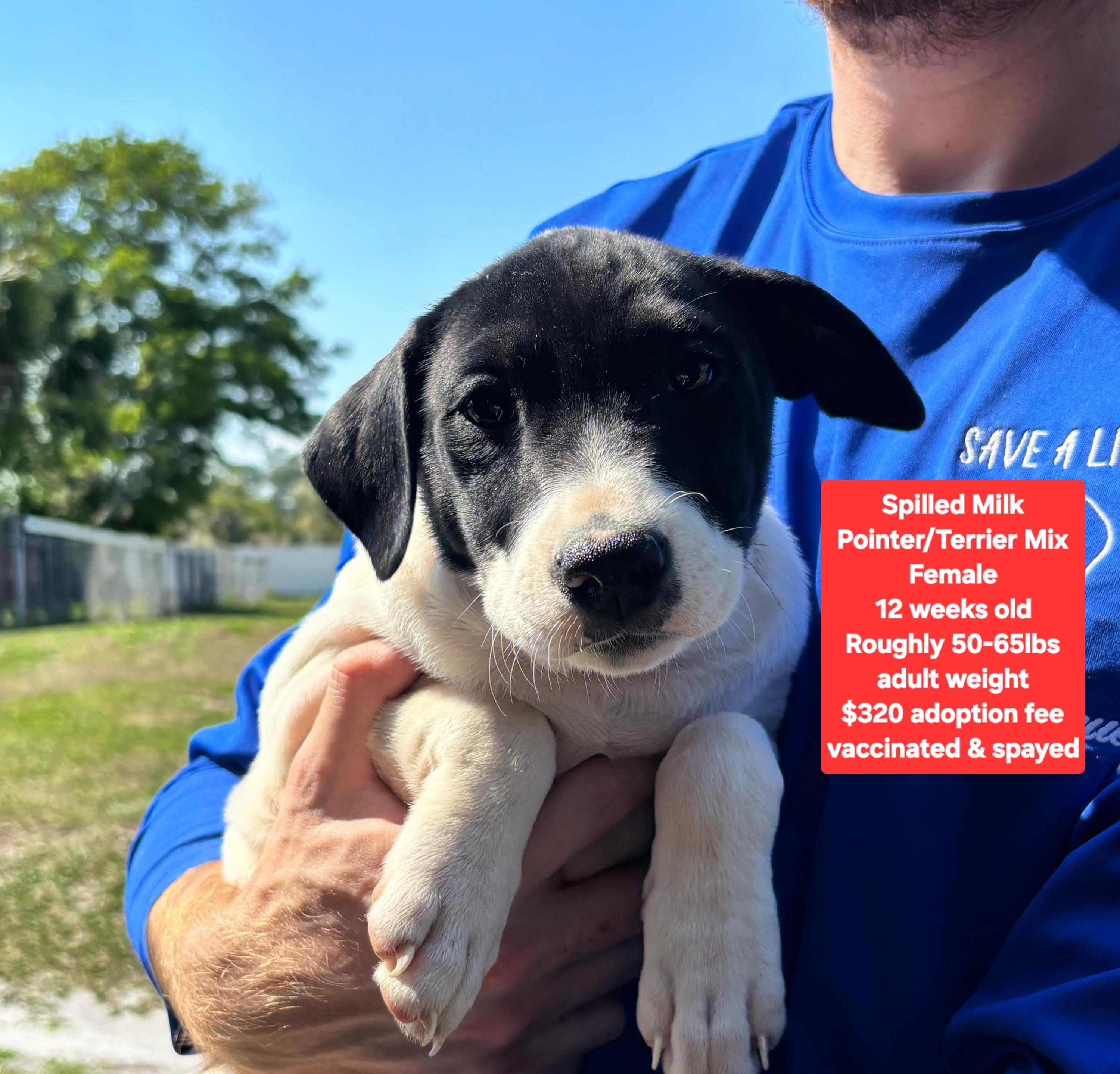 Spilled Milk, ADOPTABLE, Puppy Female Pointer & Terrier.