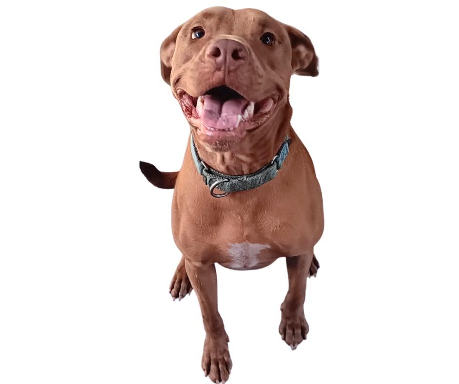 MACRUFF, a Adoptable American Bulldog in Marianna, FL image 2/2