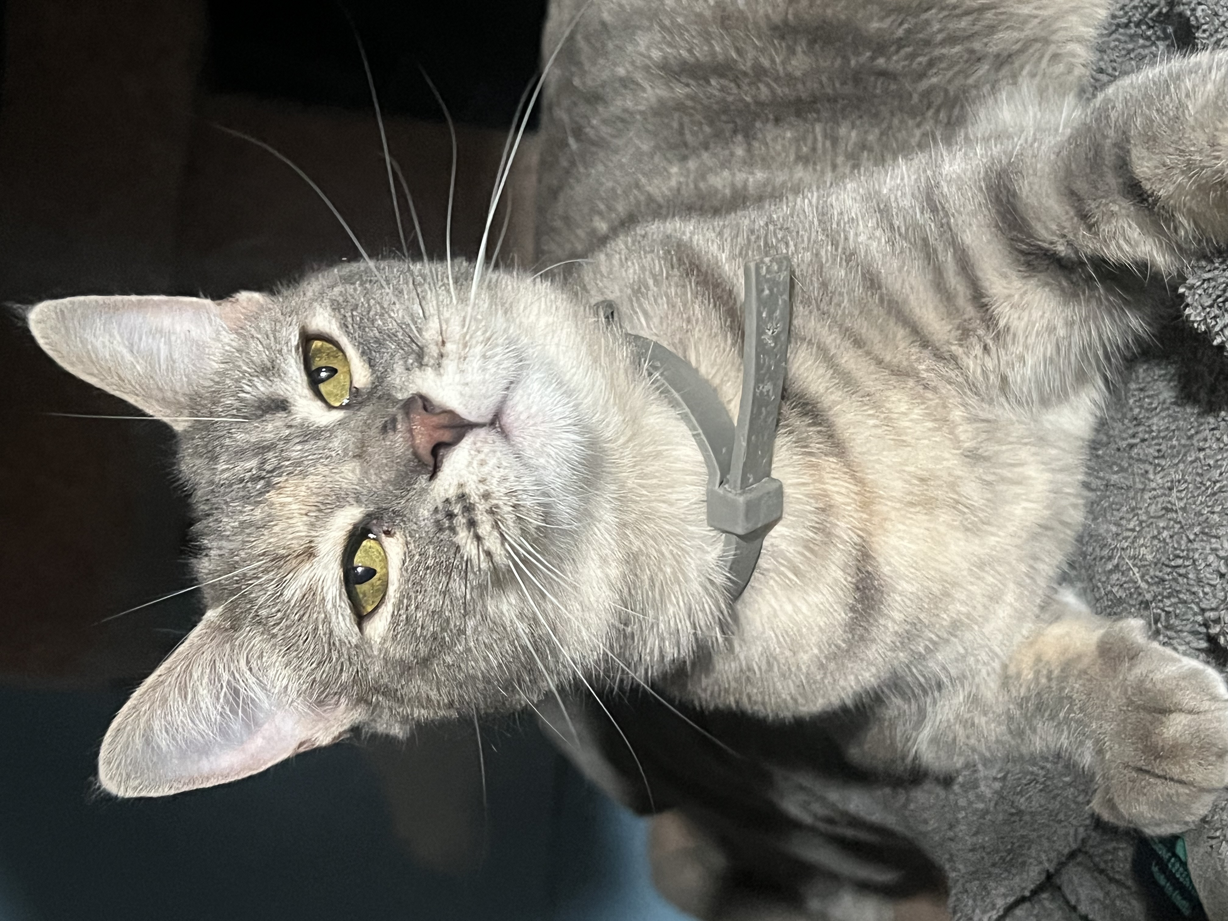 Enlarge Hermoine, a Adoptable mixed breed in San Jose, CA image 1/6