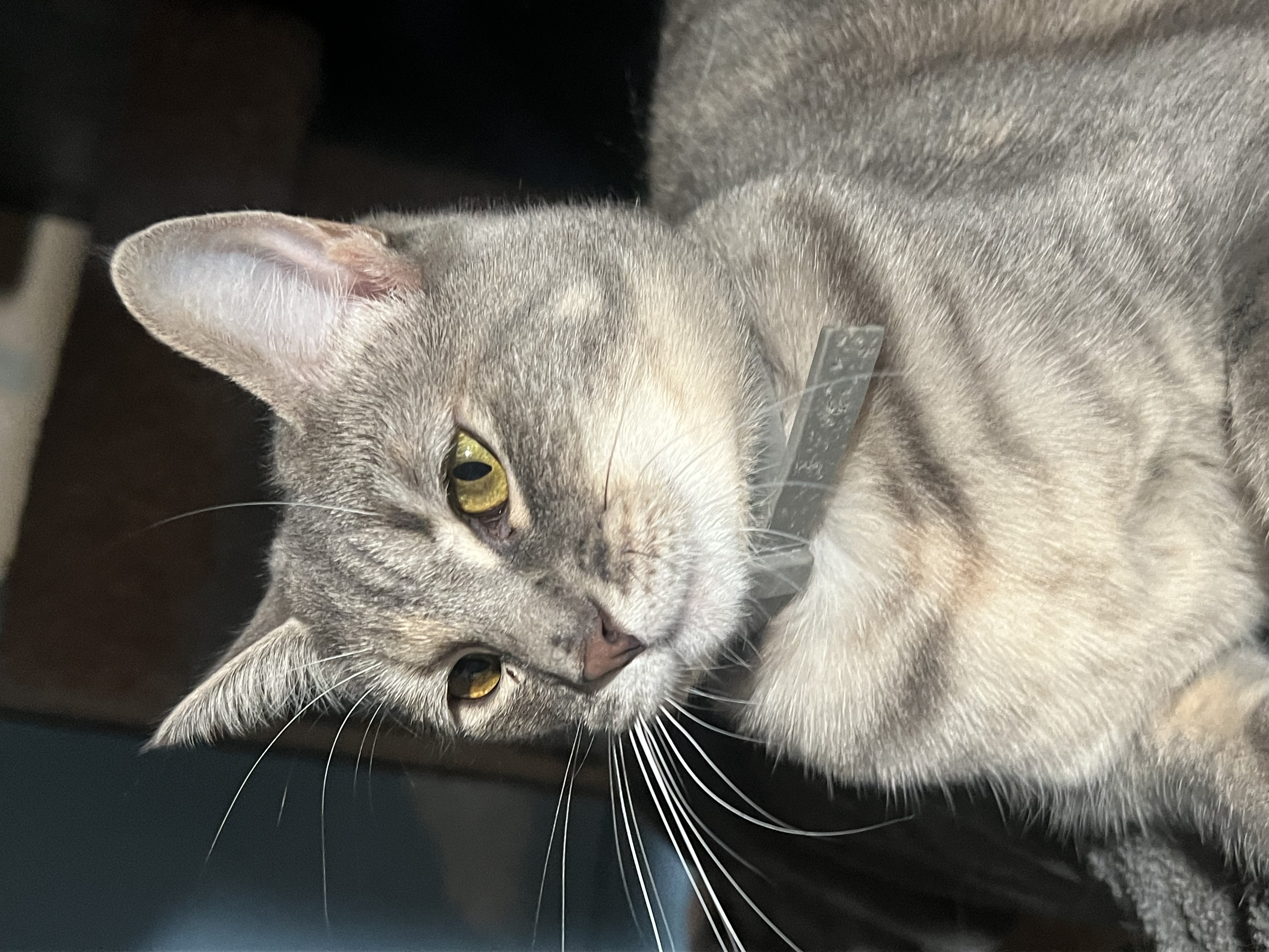 Enlarge Hermoine, a Adoptable mixed breed in San Jose, CA image 4/6