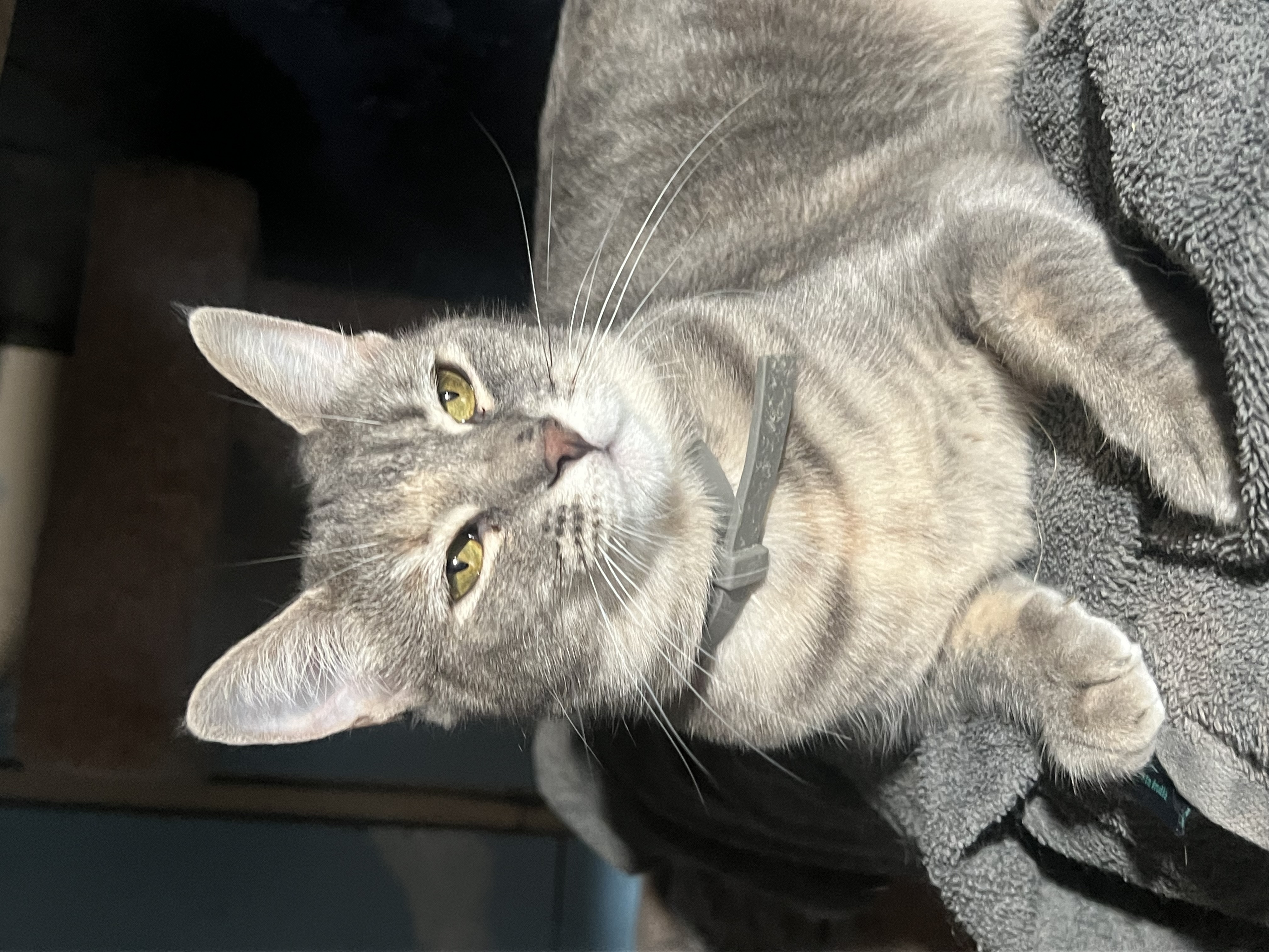 Enlarge Hermoine, a Adoptable mixed breed in San Jose, CA image 3/6