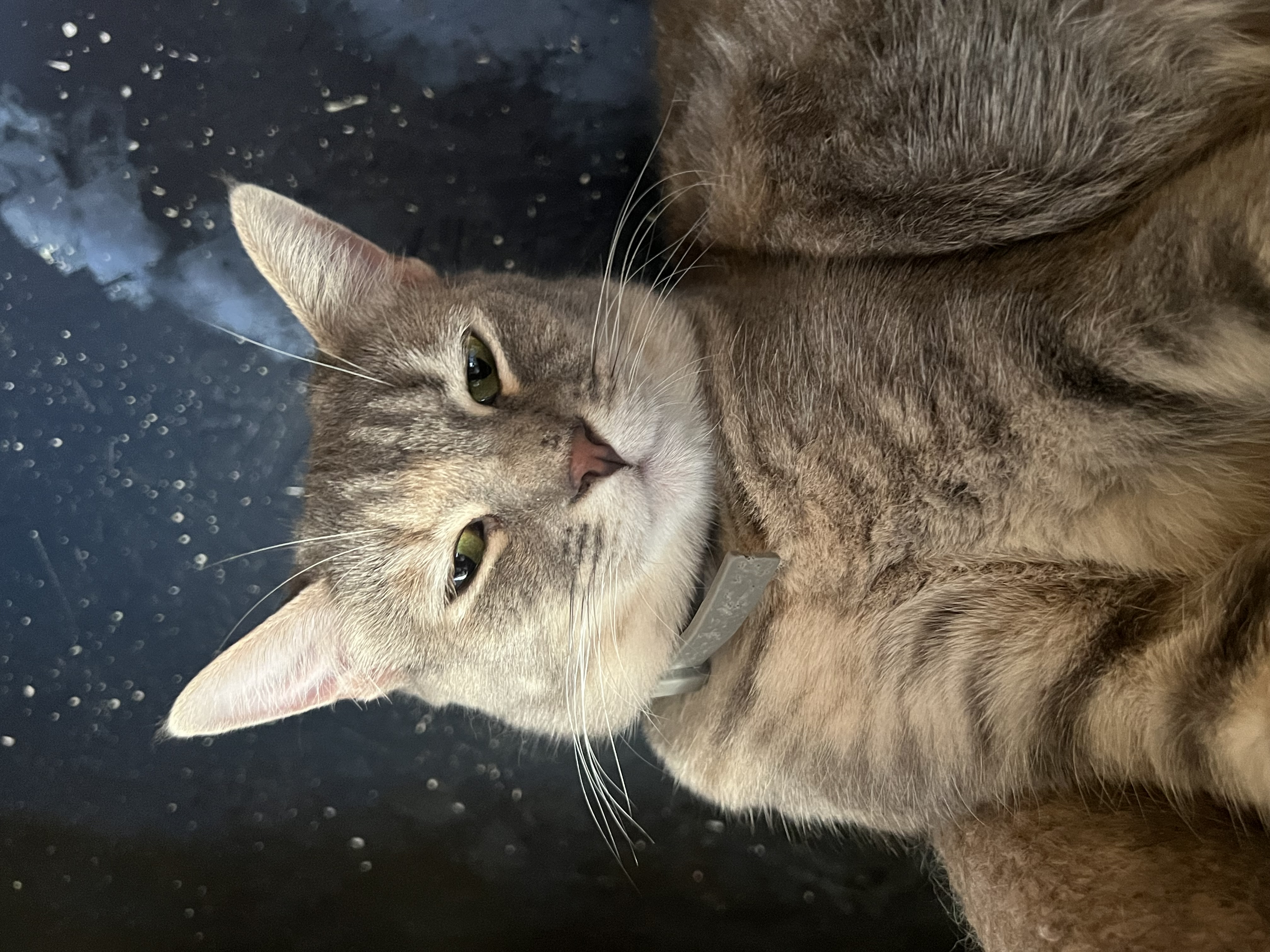 Enlarge Hermoine, a Adoptable mixed breed in San Jose, CA image 5/6