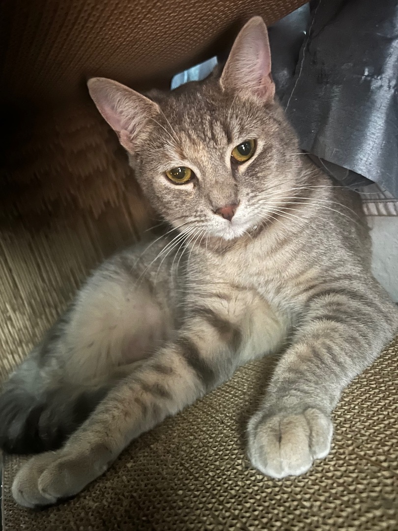 Enlarge Hermoine, a Adoptable mixed breed in San Jose, CA image 6/6