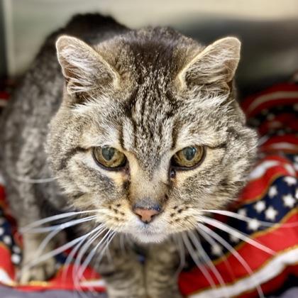 Sir Reginald, Adoptable, Senior Male Domestic Short Hair & Domestic Short Hair.
