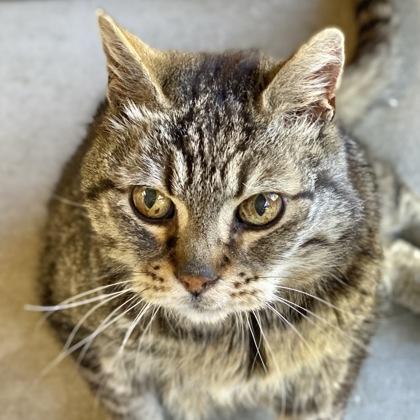 Enlarge Sir Reginald, a Adoptable mixed breed in Burlington, WA image 2/3