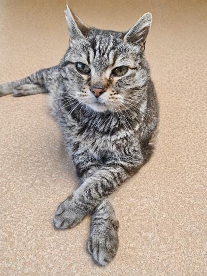 Enlarge Sir Reginald, a Adoptable mixed breed in Burlington, WA image 3/3